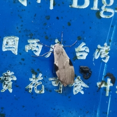 Macotasa tortricoides