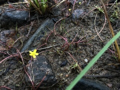 Ranunculus flammula filiformis