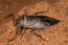 Lethocerus cordofanus