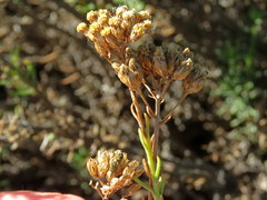 Athanasia microcephala