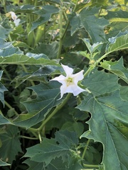 Datura stramonium