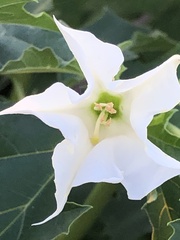 Datura stramonium