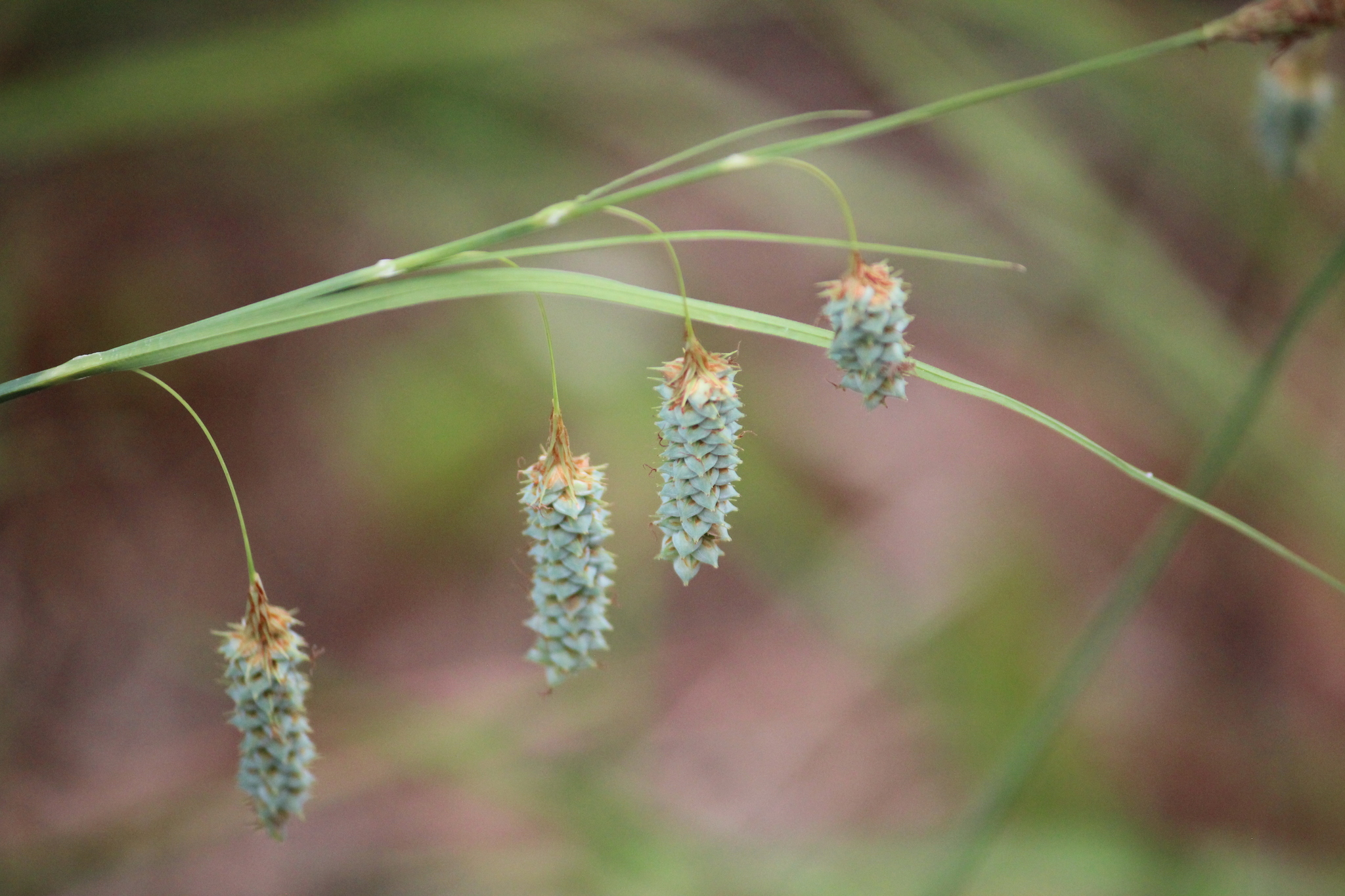 Carex glaucescens