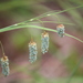 Carex glaucescens - Photo (c) Ashwin Srinivasan,  זכויות יוצרים חלקיות (CC BY), uploaded by Ashwin Srinivasan