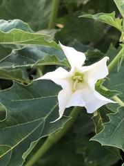 Datura stramonium