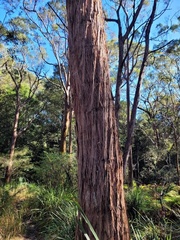 Eucalyptus oblonga