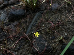 Ranunculus flammula filiformis