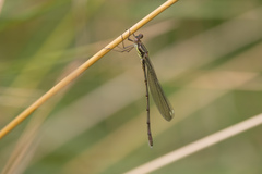 Chalcolestes viridis