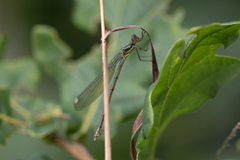 Chalcolestes viridis