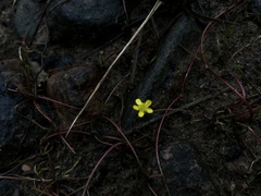 Ranunculus flammula filiformis