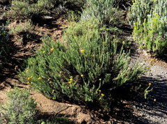 Athanasia microcephala