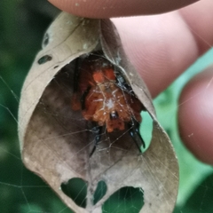 Acusilas malaccensis