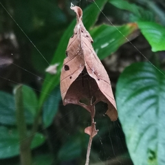 Acusilas malaccensis