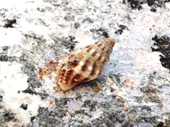 Aplus dorbignyi