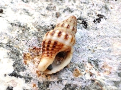 Aplus dorbignyi