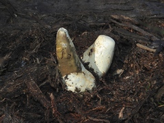 Mutinus cartilagineus