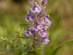 Scutellaria baicalensis