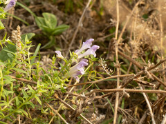 Scutellaria baicalensis