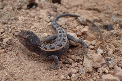 Diporiphora bilineata