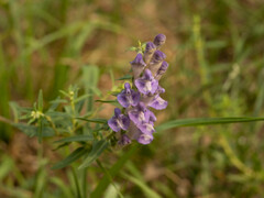 Scutellaria baicalensis