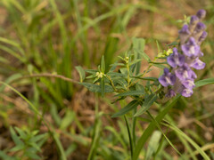 Scutellaria baicalensis