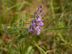 Scutellaria baicalensis