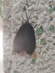 Histia flabellicornis