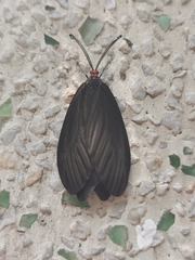 Histia flabellicornis