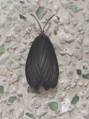 Histia flabellicornis