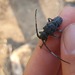 Tragon signaticornis - Photo (c) Tom JAMONNEAU, some rights reserved (CC BY-NC), uploaded by Tom JAMONNEAU