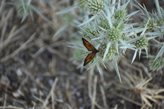 Pyronia cecilia
