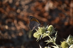 Hyponephele lupinus