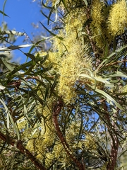 Hakea macrocarpa