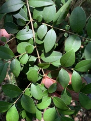 Ligustrum liukiuense