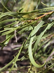 Hakea macrocarpa