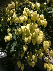 Koelreuteria paniculata