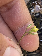 Draba crassifolia