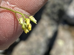 Draba crassifolia