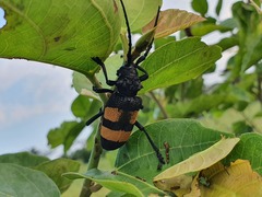 Phryneta aurocincta