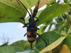 Phryneta aurocincta