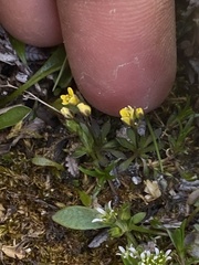 Draba crassifolia