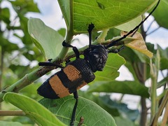 Phryneta aurocincta