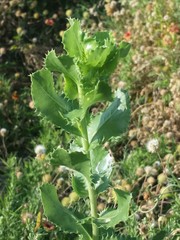 Grindelia ciliata