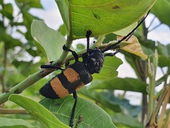 Phryneta aurocincta