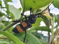 Phryneta aurocincta