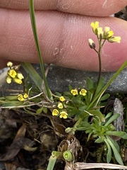 Draba crassifolia