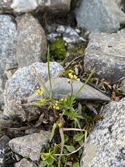 Draba crassifolia