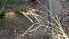 Hyparrhenia hirta