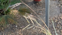 Hyparrhenia hirta