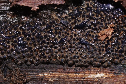 Annulohypoxylon bovei image